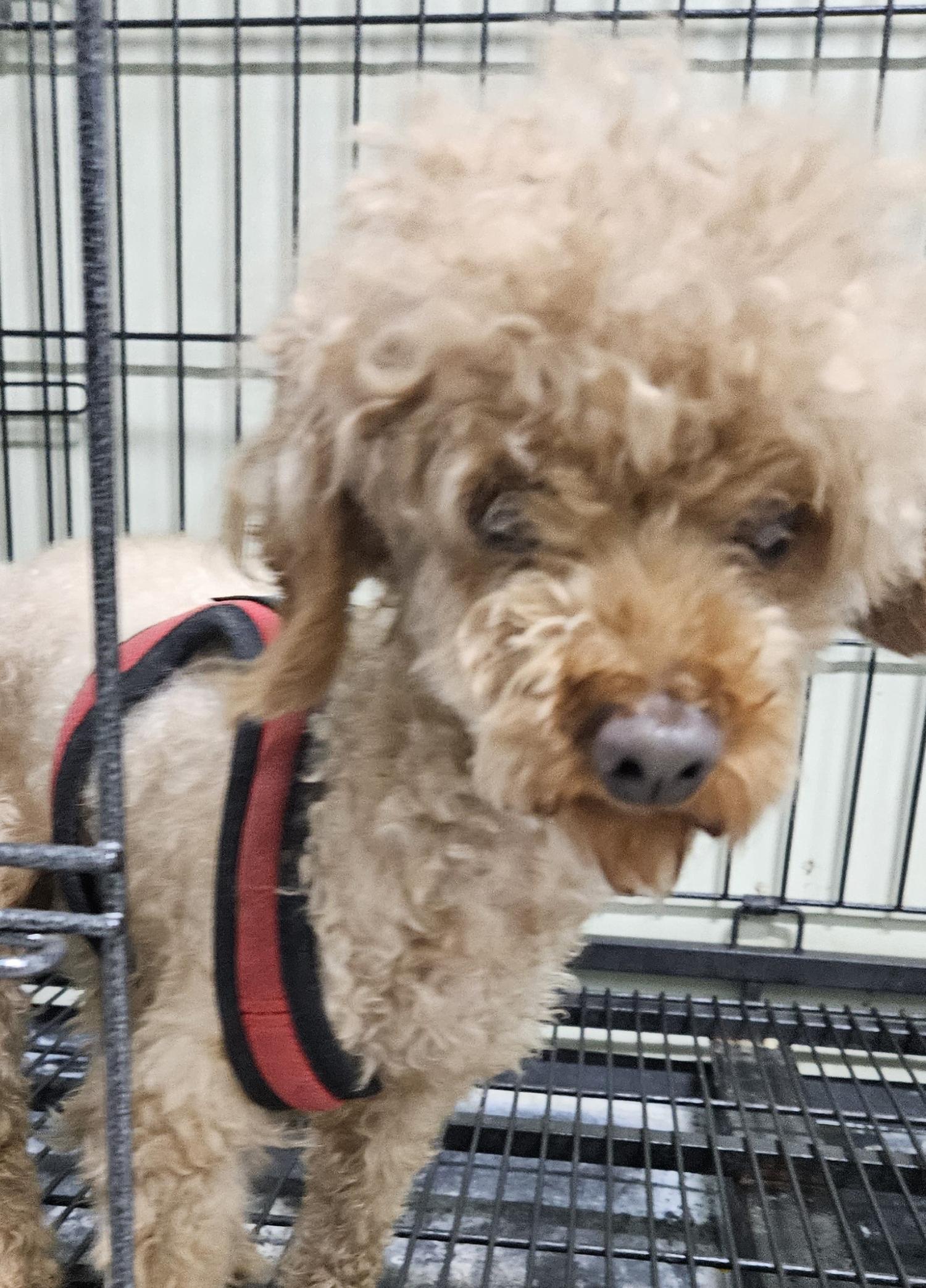 대구유기동물보호협회_427345202300656